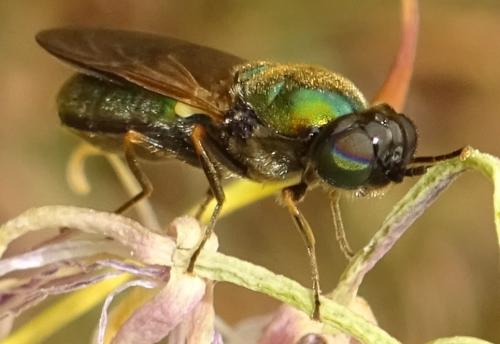 Réf. 354 736 : Chloromyia formosa